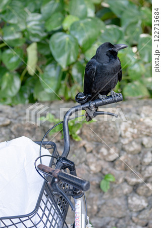 自転車に乗るカラス　石垣島　竹富島 122715684