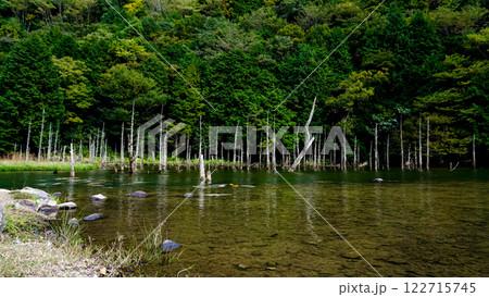一の俣桜公園の蒼霧と錦鯉 122715745
