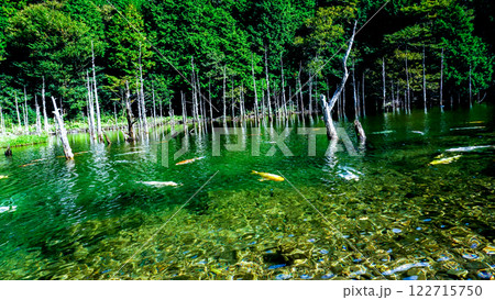 一の俣桜公園の蒼霧と錦鯉 122715750