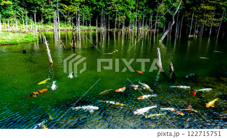 一の俣桜公園の蒼霧と錦鯉 一の俣桜公園の蒼霧と錦鯉 122715751