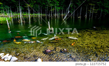 一の俣桜公園の蒼霧と錦鯉 122715752