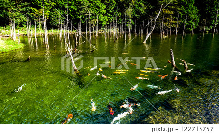 一の俣桜公園の蒼霧と錦鯉 122715757