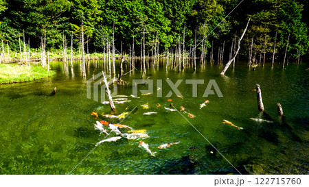 一の俣桜公園の蒼霧と錦鯉 122715760