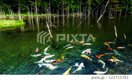 一の俣桜公園の蒼霧と錦鯉 122715761
