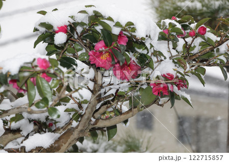 雪と椿 122715857