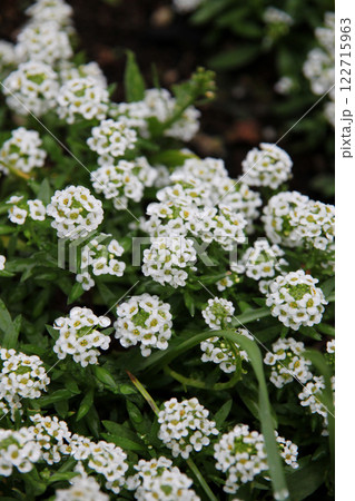 アリッサム アリッサム 122715963