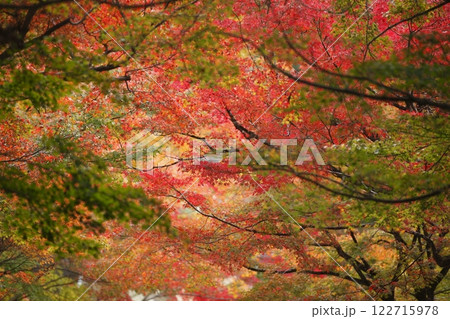 三千院参道の紅葉 122715978