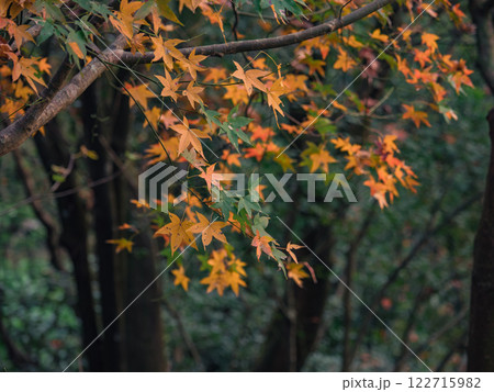 楓 カエデ メープル 122715982