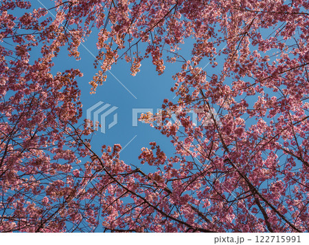 桜 さくら サクラ 122715991