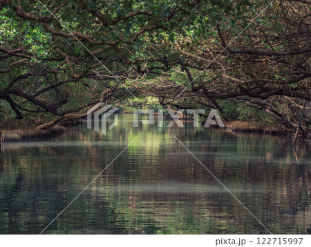 自然 天然 ナチュラル 122715997