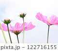 空に向かって咲くコスモス 122716155