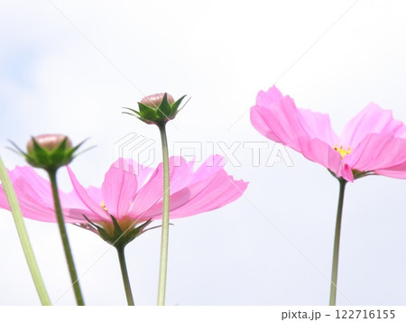 空に向かって咲くコスモス 122716155
