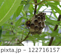 蜂の巣と蜂の写真 122716157