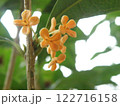キンモクセイの花 122716158
