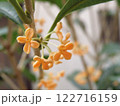 キンモクセイの花 122716159