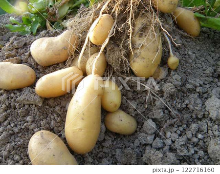 収穫したてのジャガイモ 収穫したてのジャガイモ 122716160