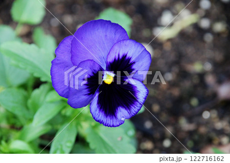パンジーの花 122716162