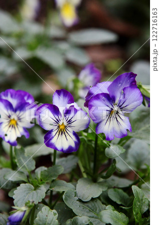パンジーの花 パンジーの花 122716163