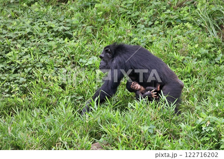 母親にしがみつくチンパンジーの赤ちゃん 母親にしがみつくチンパンジーの赤ちゃん 122716202