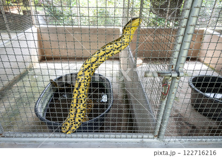 Yellow Anaconda living in cage. Yellow anacondas have a nasty temperament and are better left as display animals. Yellow Anaconda living in cage. Yellow anacondas have a nasty temperament and are better left as display animals. 122716216