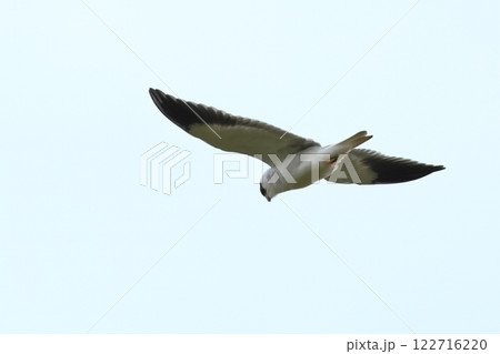 生き物　野鳥　カタグロトビ、元来アフリカから東南アジアにかけて生息する留鳥だそうです 122716220