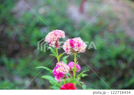 可愛い　ケイトウの花 122716434