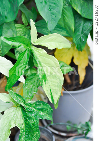 Syngonium podophyllum, Arrowhead Vine or Goosefoot Plant or Araceae and rain droplet Syngonium podophyllum, Arrowhead Vine or Goosefoot Plant or Araceae and rain droplet 122716537