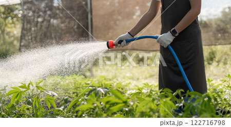 Gardener Cultivating a Cannabis Herb Garden with Careful Watering Techniques in a Lush Greenhouse Environment 122716798
