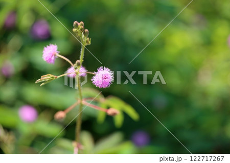 可愛い　オジギソウの花 122717267