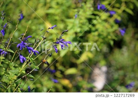 爽やか サルビアの花 グァラニティカ 爽やか サルビアの花 グァラニティカ 122717269