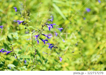爽やか サルビアの花 グァラニティカ 爽やか サルビアの花 グァラニティカ 122717270