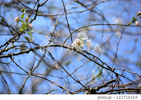 ジュウガツザクラの花 122718154