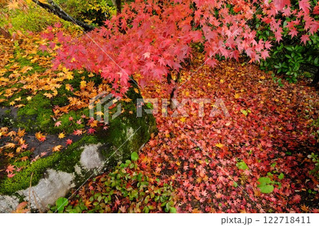 秋の信州中野市 西迎寺の庭園紅葉 122718411