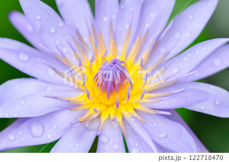 lotus or florescent purple lotus and rain droplet 122718470