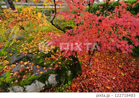 秋の信州中野市 西迎寺の庭園紅葉 赤と緑と黄色のコントラスきれいト 秋の信州中野市 西迎寺の庭園紅葉 赤と緑と黄色のコントラスきれいト 122718483