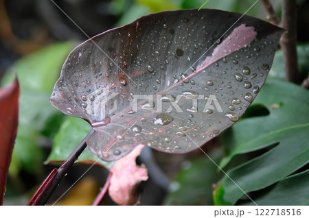 Philodendron , Philodendron Pink Princess or bicolor plant or pink leaf or brown leaf and rain droplet Philodendron , Philodendron Pink Princess or bicolor plant or pink leaf or brown leaf and rain droplet 122718516