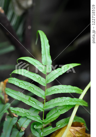 Pteris vittata or Pteris vittata L or fern , fern plant and rain droplet Pteris vittata or Pteris vittata L or fern , fern plant and rain droplet 122718519