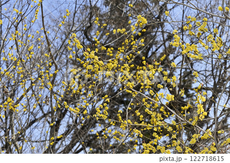 ダンコウバイ 122718615