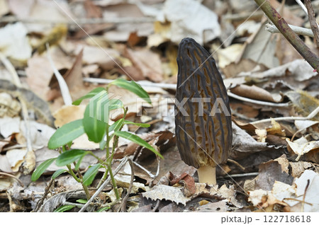 アシボソアミガサタケ 122718618