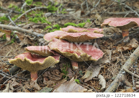 カラマツベニハナイグチ カラマツベニハナイグチ 122718634