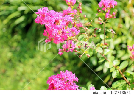 可愛い　サルスベリの花 122718676