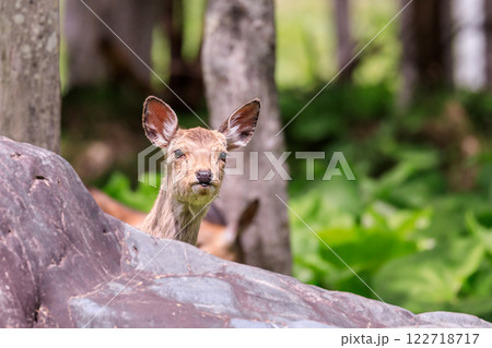 北海道夕張市、岩陰からあどけない顔を出すエゾシカ【5月】 122718717