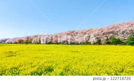 権現堂桜堤 122718720