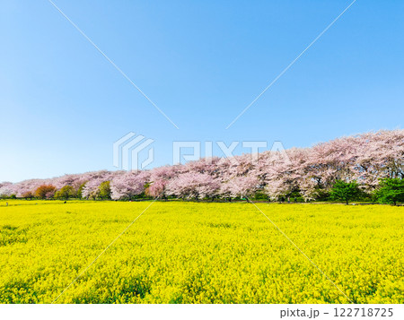 権現堂桜堤 122718725