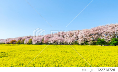 権現堂桜堤 権現堂桜堤 122718726