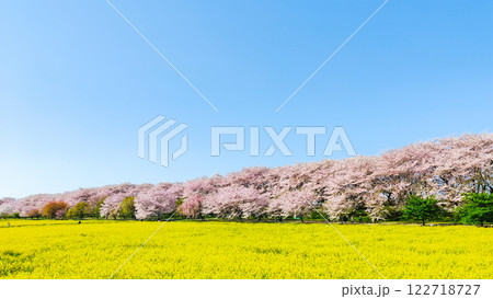 権現堂桜堤 122718727