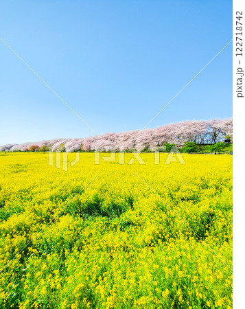 権現堂桜堤 122718742