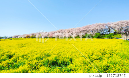 権現堂桜堤 権現堂桜堤 122718745