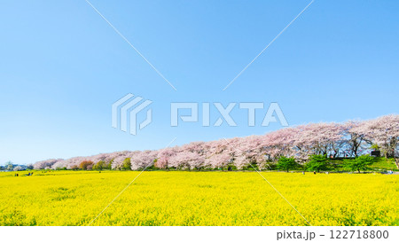 権現堂桜堤 122718800