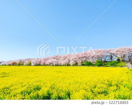 権現堂桜堤 122718801